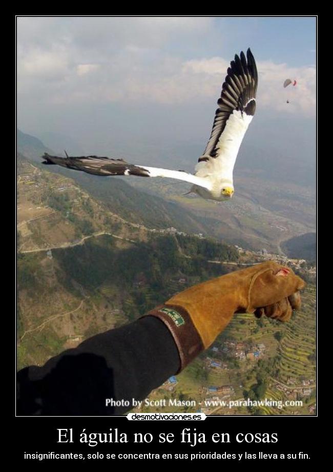 El águila no se fija en cosas - insignificantes, solo se concentra en sus prioridades y las lleva a su fin.
