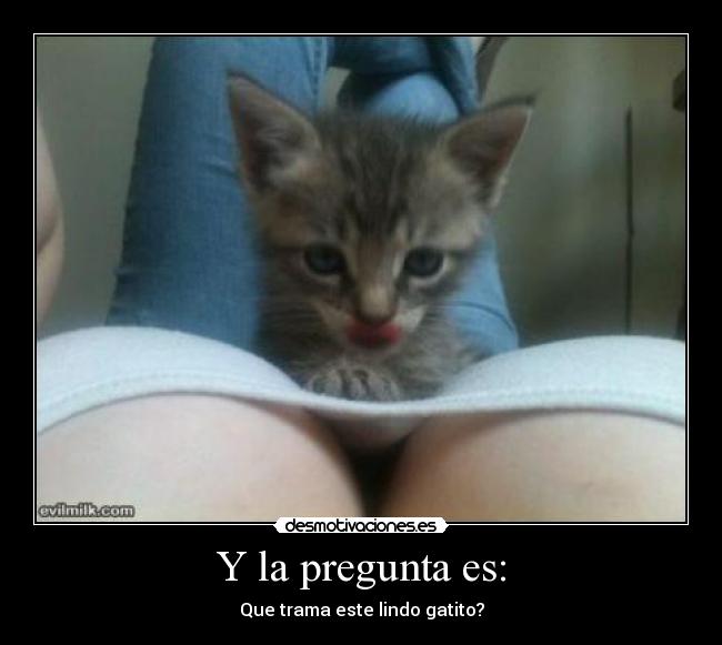 Y la pregunta es: - Que trama este lindo gatito?