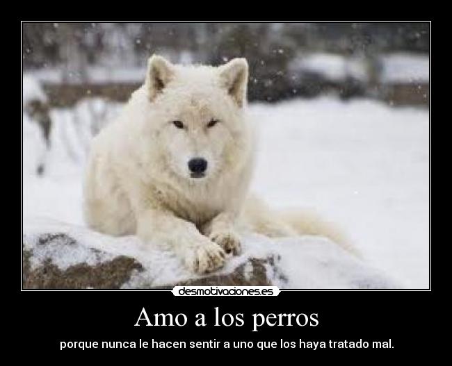Amo a los perros - 