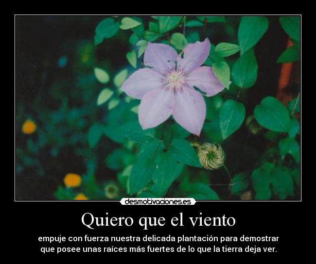 Quiero que el viento - empuje con fuerza nuestra delicada plantación para demostrar
que posee unas raíces más fuertes de lo que la tierra deja ver.