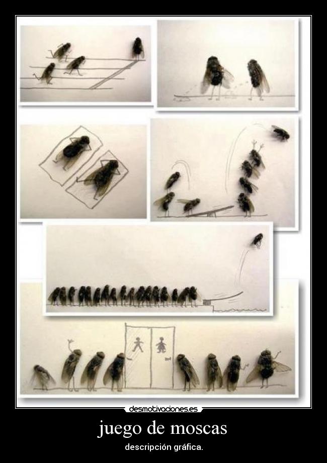 juego de moscas - descripción gráfica.