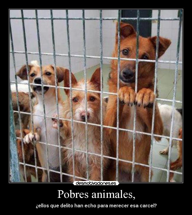 Pobres animales, -