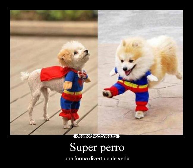 Super perro - una forma divertida de verlo