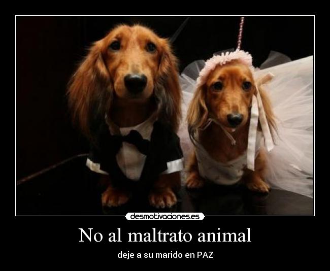 No al maltrato animal - 