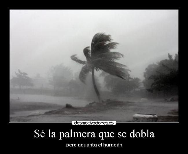 Sé la palmera que se dobla - 