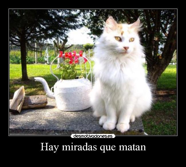 Hay miradas que matan -