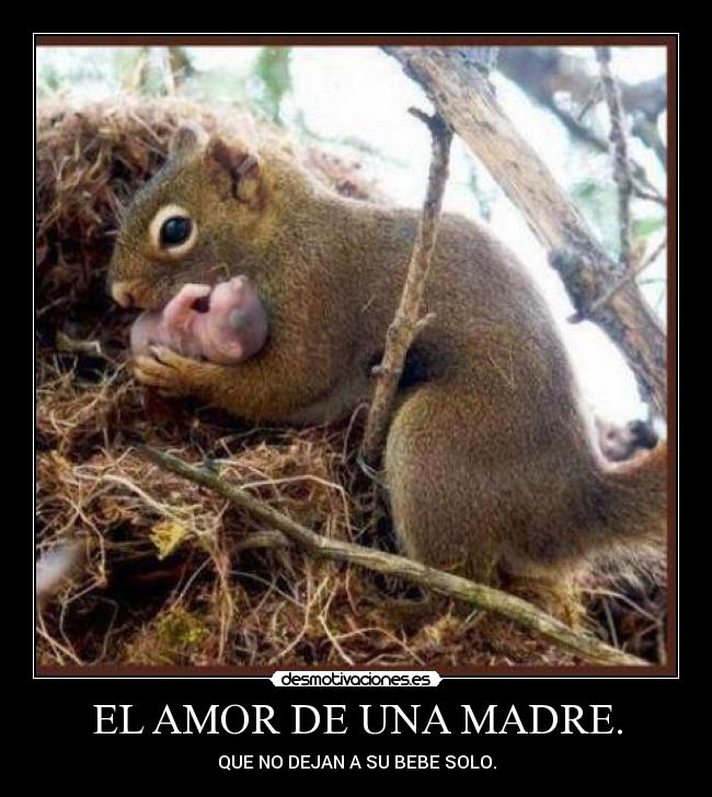 EL AMOR DE UNA MADRE. - QUE NO DEJAN A SU BEBE SOLO.
