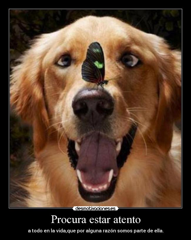 carteles procura estar atento todo vida clantriton addictive karaoke desmotivaciones