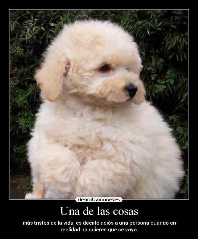 carteles tomas willy18 desmotivaciones