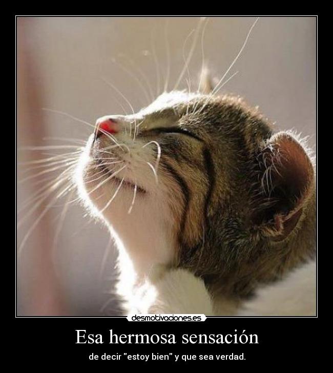 crazy siento bien yuhuuu importa una mierda vayas diciendo imbecil