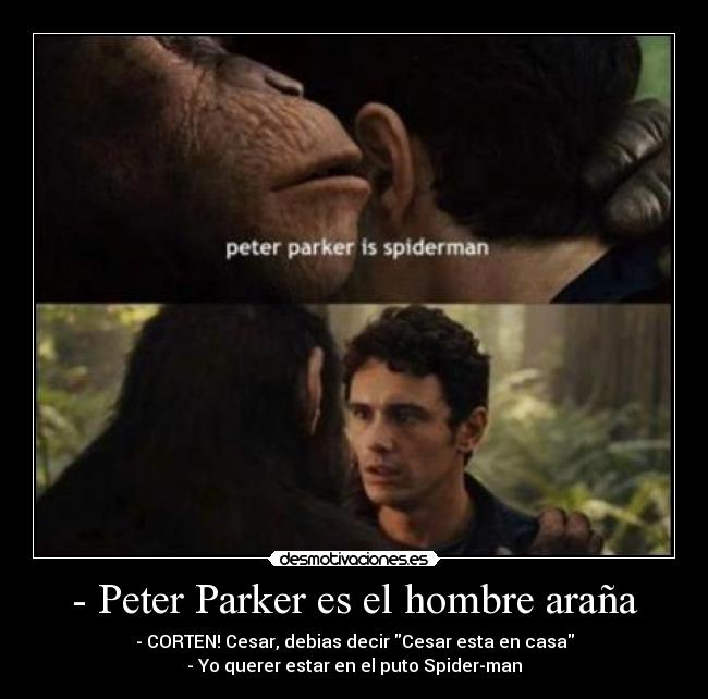 - Peter Parker es el hombre araña - - CORTEN! Cesar, debias decir Cesar esta en casa
- Yo querer estar en el puto Spider-man