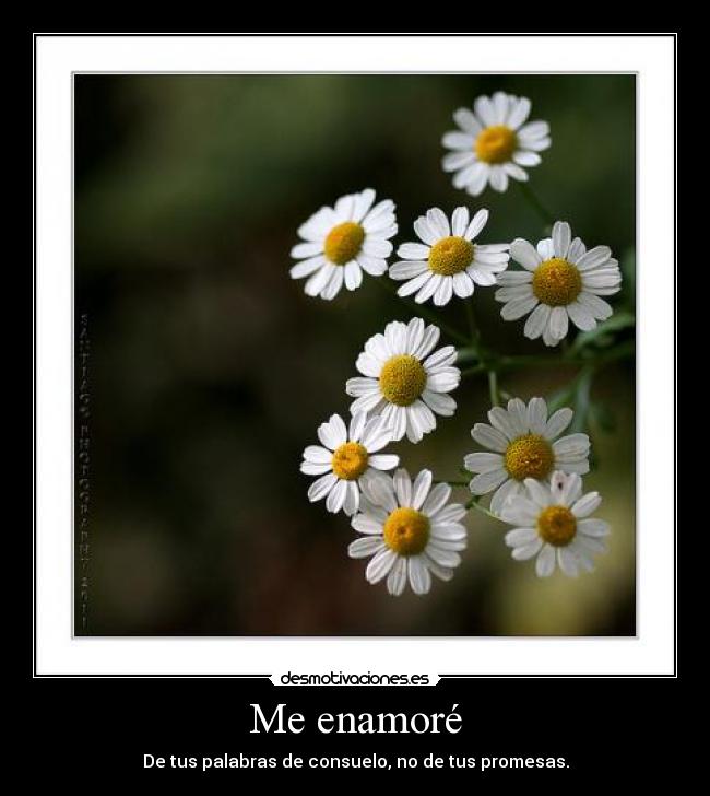 Me enamoré - De tus palabras de consuelo, no de tus promesas.