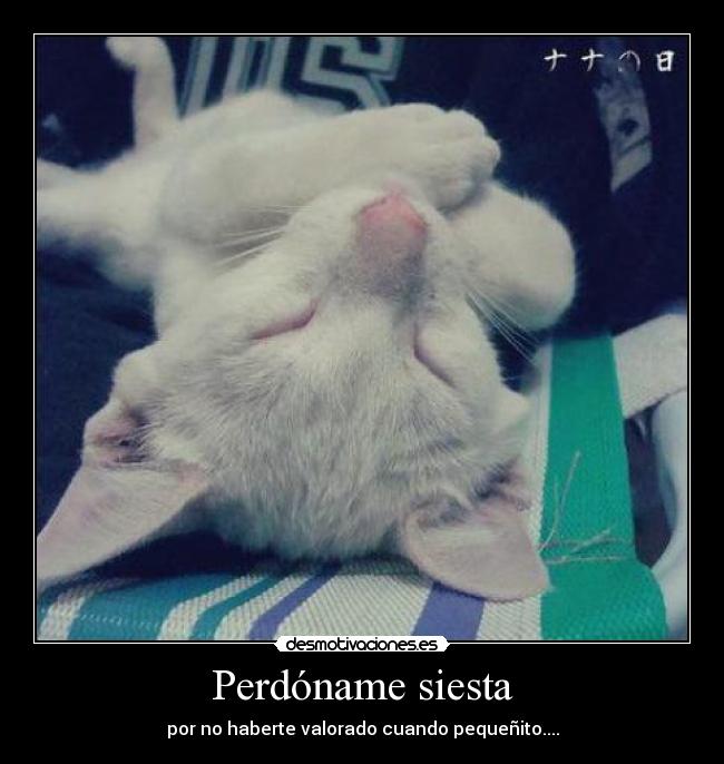 Perdóname siesta -
