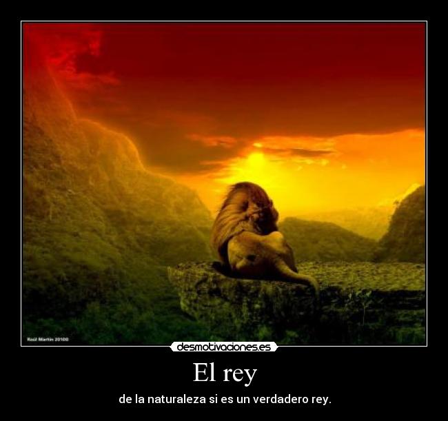 carteles amor desmotivaciones