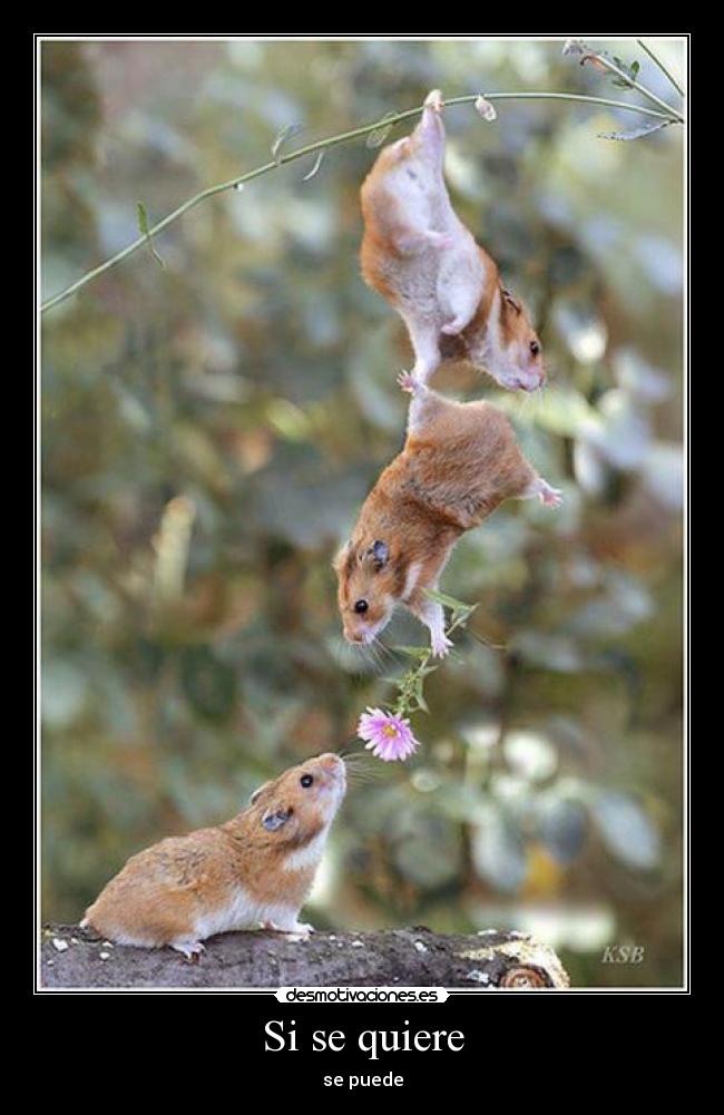 Si se quiere - se puede