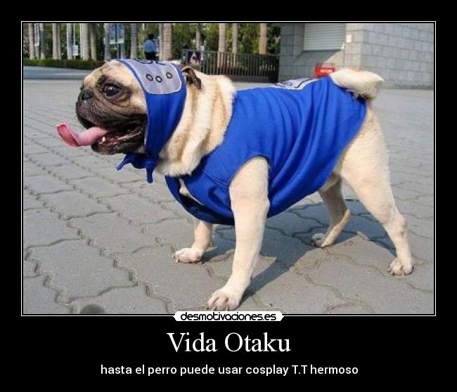 Vida Otaku - 