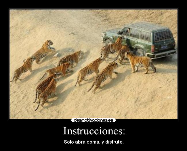 carteles parecio ver unos lindos gatos hambrientos con ganas comerme desmotivaciones