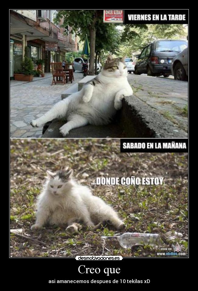 carteles gatos desmotivaciones