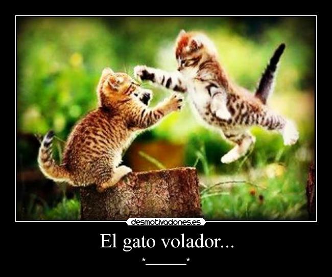 El gato volador... -