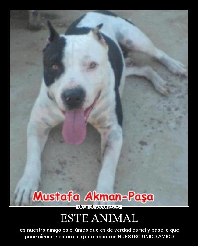 ESTE ANIMAL - es nuestro amigo,es el único que es de verdad es fiel y pase lo que
pase siempre estará allí para nosotros NUESTRO ÚNICO AMIGO