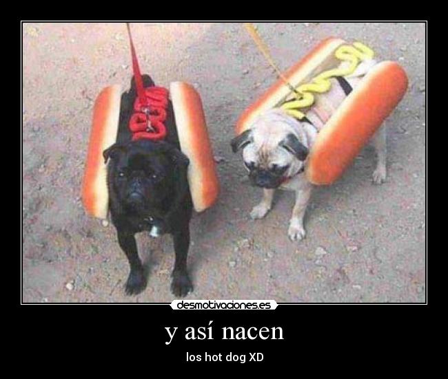y así nacen - los hot dog XD