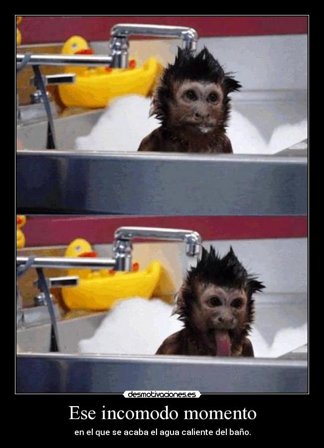 carteles mono banandose desmotivaciones