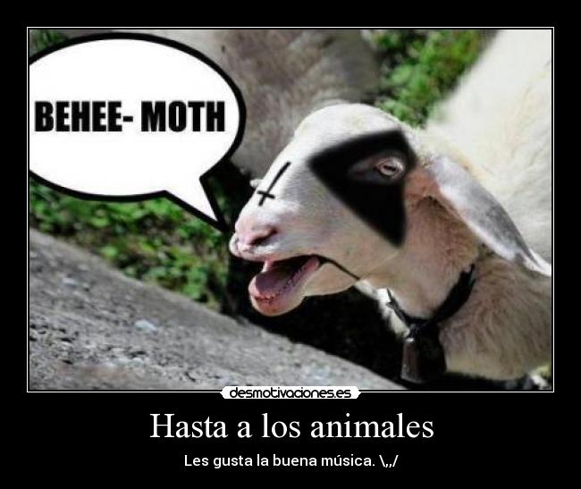 Hasta a los animales - Les gusta la buena música. \,,/