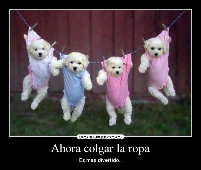 carteles perros desmotivaciones