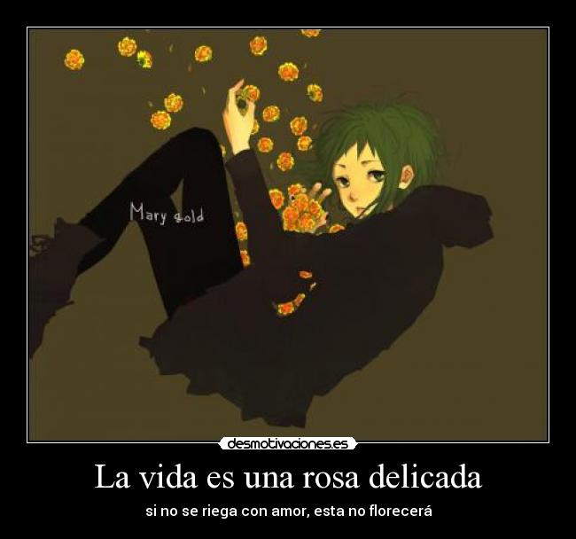 La vida es una rosa delicada - si no se riega con amor, esta no florecerá