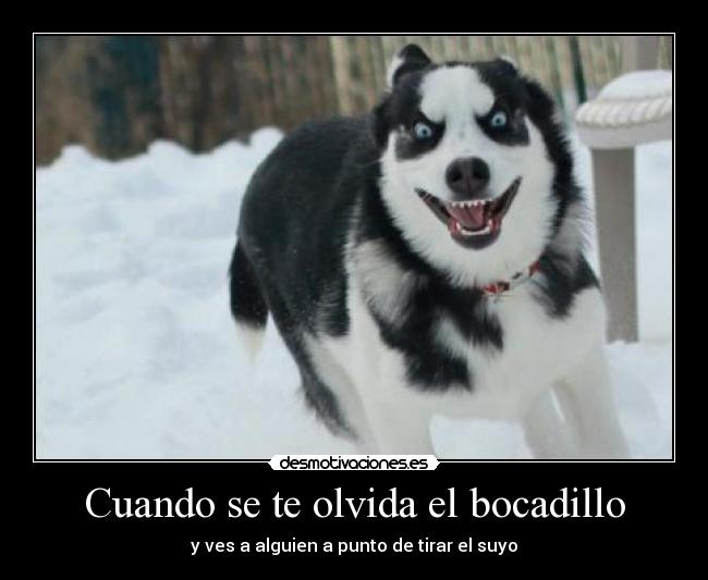 Cuando se te olvida el bocadillo - y ves a alguien a punto de tirar el suyo