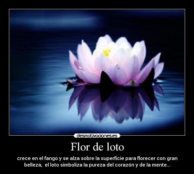 Flor de loto - crece en el fango y se alza sobre la superficie para florecer con gran
belleza, el loto simboliza la pureza del corazón y de la mente...