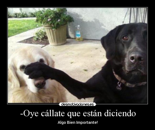 -Oye cállate que están diciendo - Algo Bien Importante!