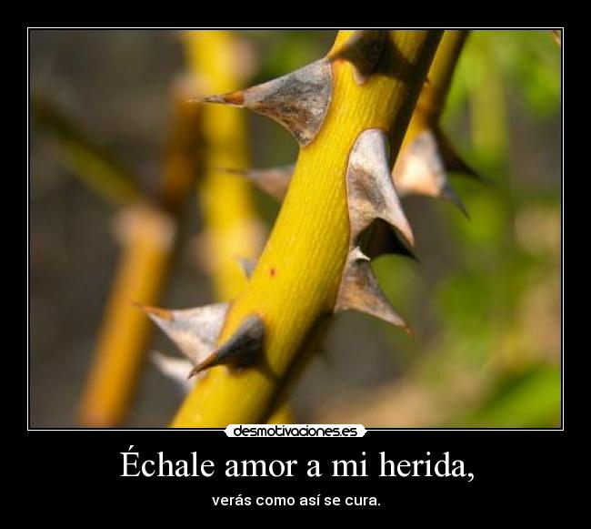 Échale amor a mi herida, - verás como así se cura.