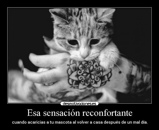 Esa sensación reconfortante - cuando acaricias a tu mascota al volver a casa después de un mal día.