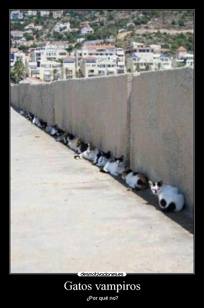 Gatos vampiros - ¿Por qué no?