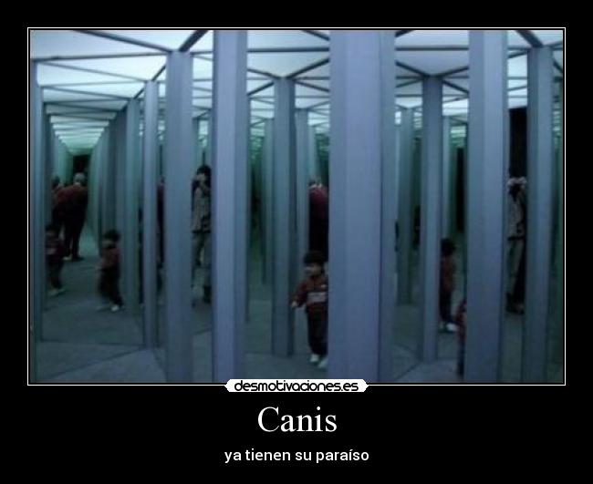 Canis -