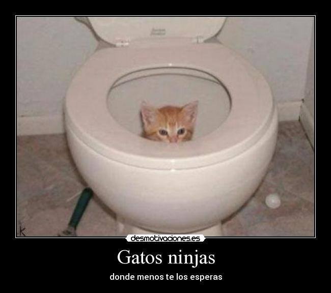 Gatos ninjas - donde menos te los esperas