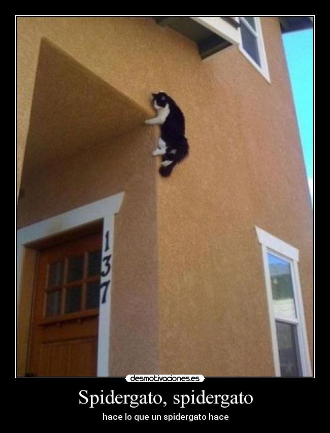 Spidergato, spidergato - hace lo que un spidergato hace