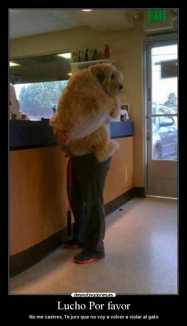 Lucho Por favor - No me castres, Te juro que no voy a volver a violar al gato
