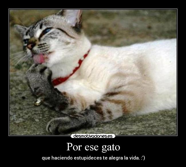 Por ese gato -