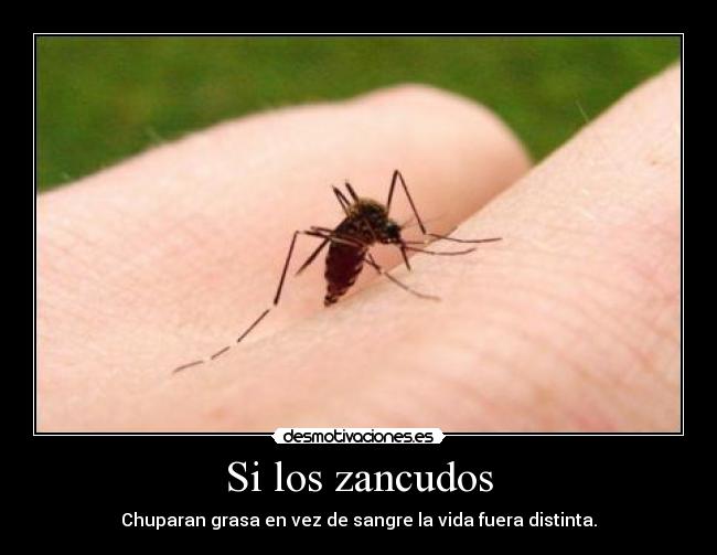 Si los zancudos - 