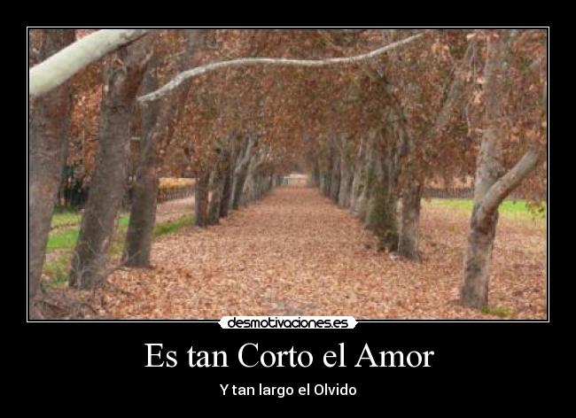 Es tan Corto el Amor - Y tan largo el Olvido