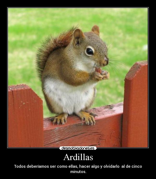 Ardillas - Todos deberíamos ser como ellas, hacer algo y olvidarlo  al de cinco minutos.