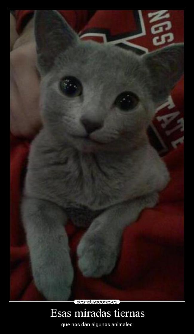 Esas miradas tiernas - que nos dan algunos animales.