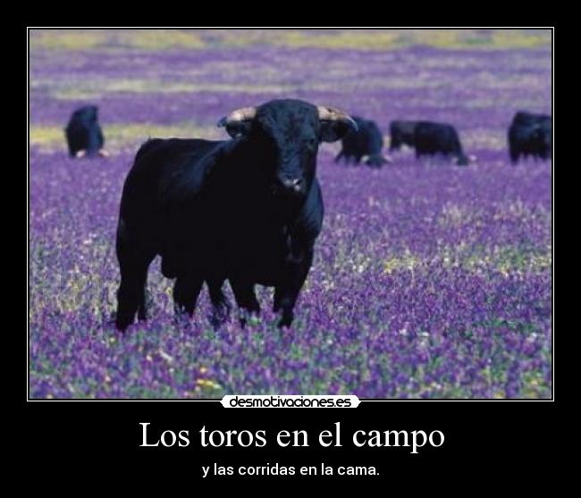 Los toros en el campo - y las corridas en la cama.