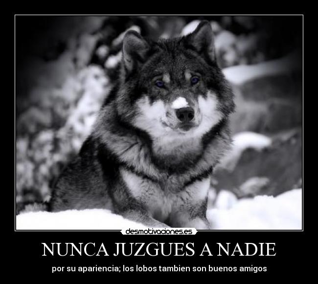 carteles jorge ramos desmotivaciones