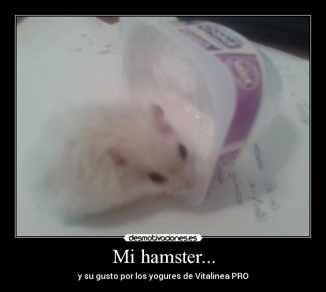 carteles lindo hamster yogures desmotivaciones