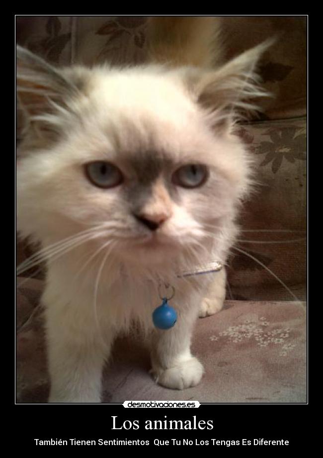 Los animales - También Tienen Sentimientos Que Tu No Los Tengas Es Diferente