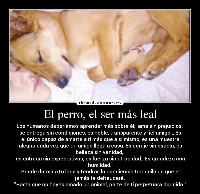 El perro, el ser más leal - Los humanos deberíamos aprender más sobre él; ama sin prejuicios,
se entrega sin condiciones, es noble, transparente y fiel amigo... Es
el único capaz de amarte a ti más que a si mismo, es una muestra
alegría cada vez que un amigo llega a casa. Es coraje sin osadía, es
belleza sin vanidad,
es entrega sin expectativas, es fuerza sin atrocidad...Es grandeza con
humildad.
Puede dormir a tu lado y tendrás la conciencia tranquila de que él
jamás te defraudará.
Hasta que no hayas amado un animal, parte de ti perpetuará dormida.