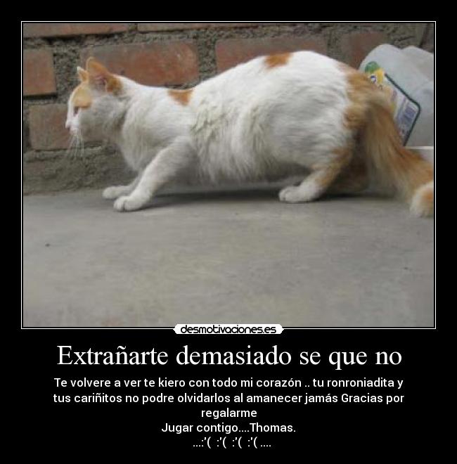 carteles gato desmotivaciones